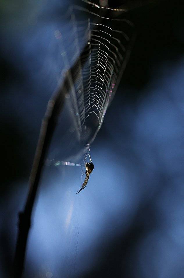 , Иваненко Светлана