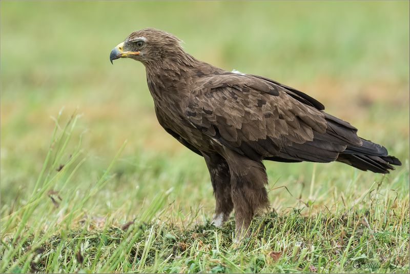 птицы, природа, подорлики, большой подорлик, aquila clanga, малый подорлик, aquila pomarina, лето, 2015, подмосковье Подорлики фото превью