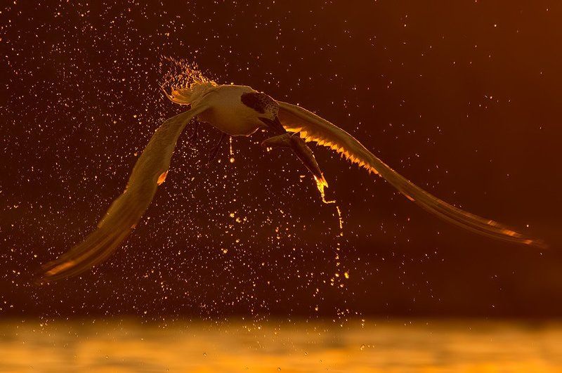 бургас, българия, борислав христов, bhristov, borislav hristov Гривеста рибарка фото превью