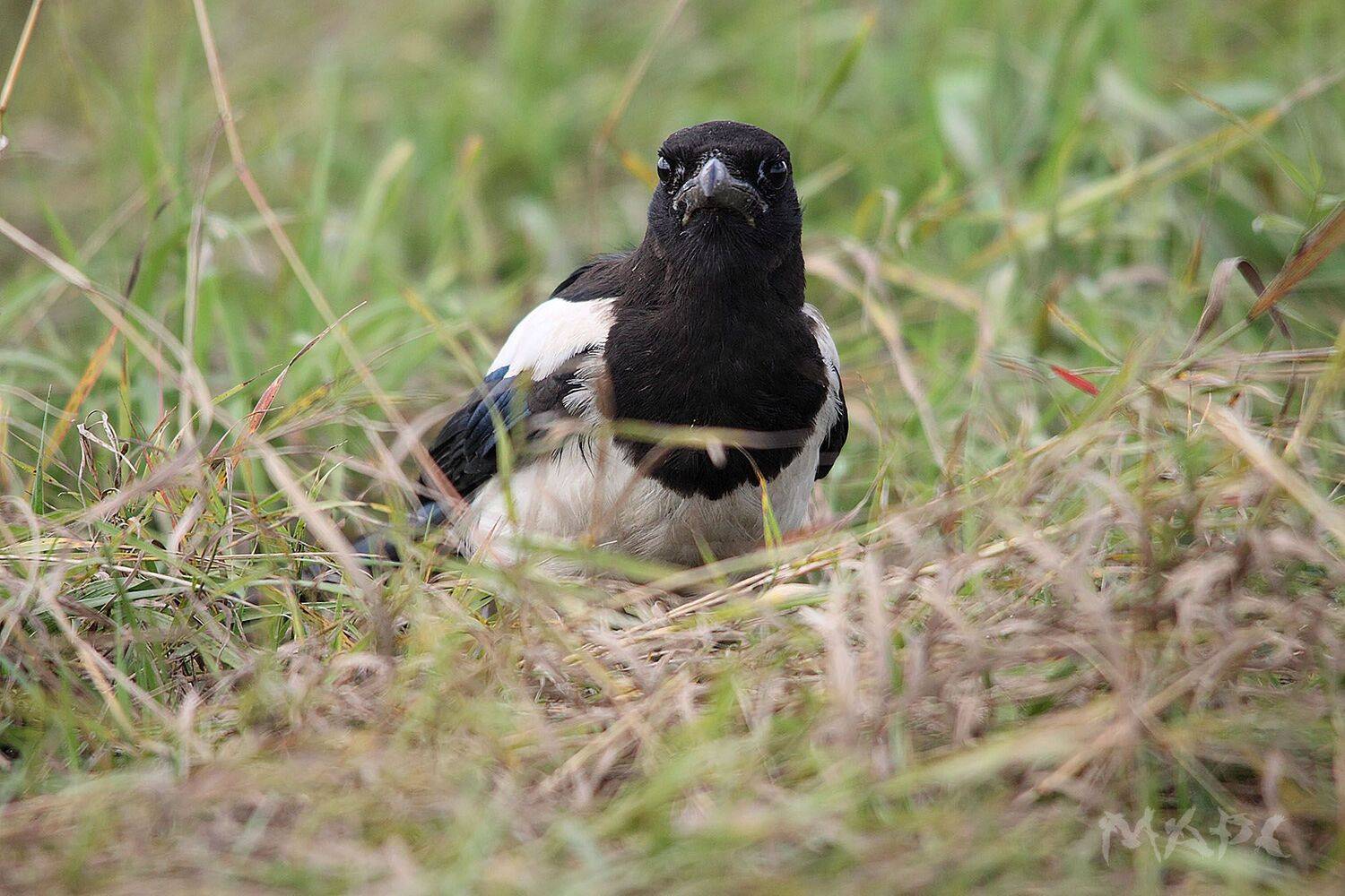 , Шангареев Марс