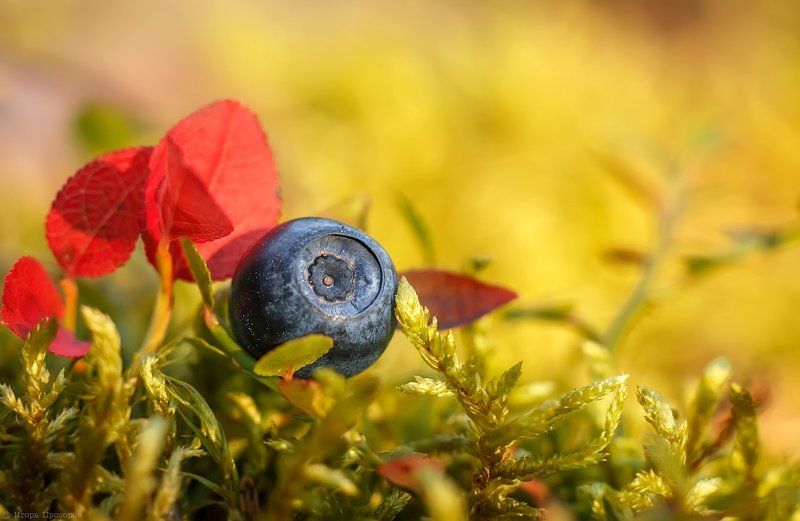 ягоды, макро, черника, кольский полуостров, август, осень Северная черника. фото превью