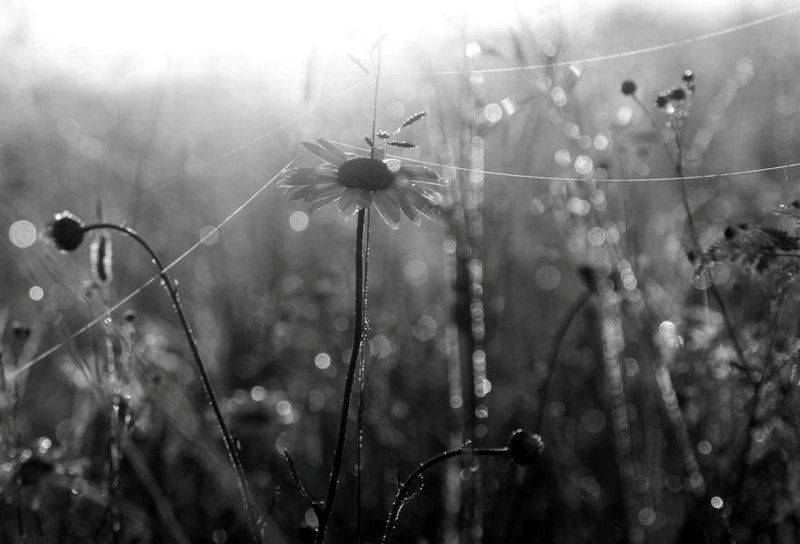 утро туманное фото превью