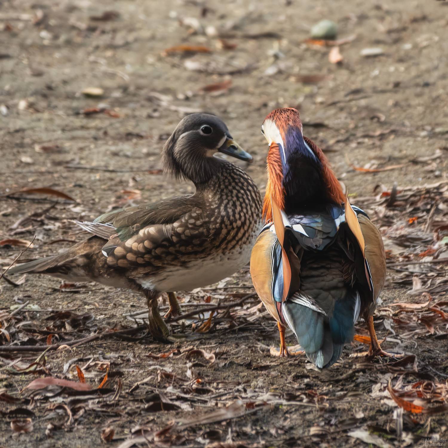 животные, птицы, мандаринка, утиные, портрет животного, animals, birds, animal portrait, aves, mandarin duck, Дудников Александр