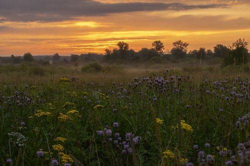 Рассвет на цветущем лугу