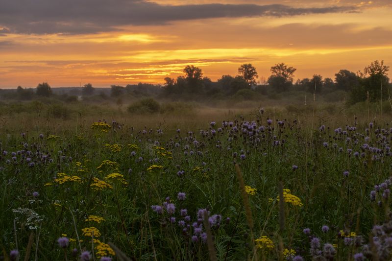 Рассвет, цветы, луг,туман, лето, зелень, трава Рассвет на цветущем лугу фото превью