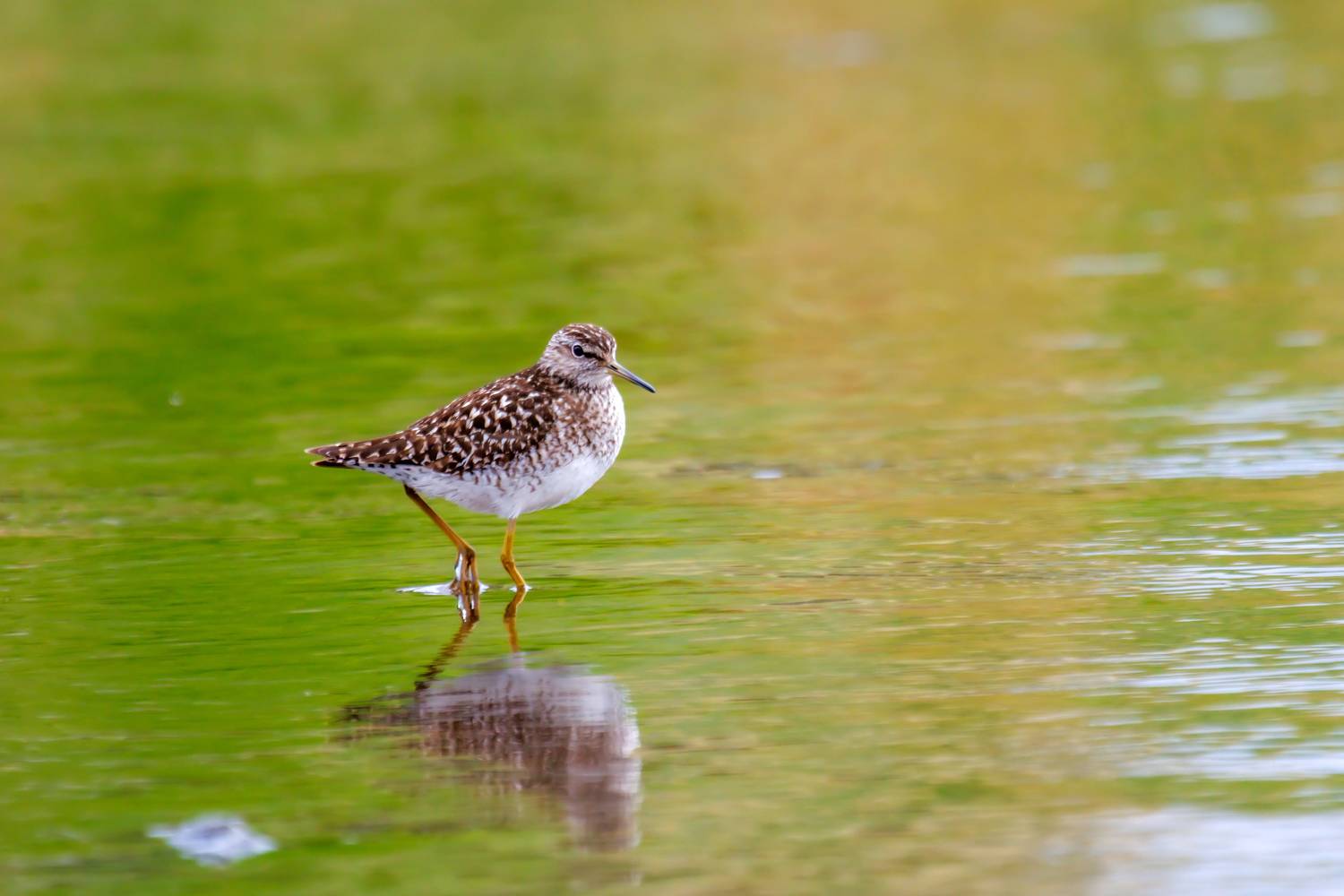 , Волынский Виктор
