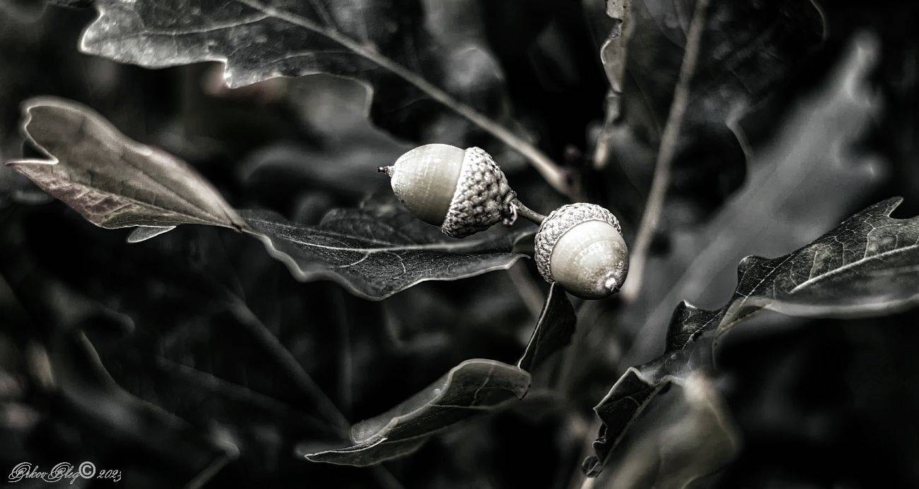 , Орлов Олег