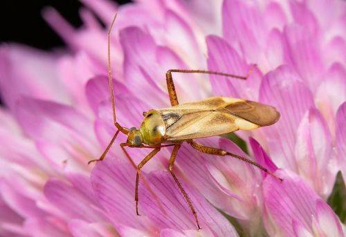 Adelphocoris lineolatus