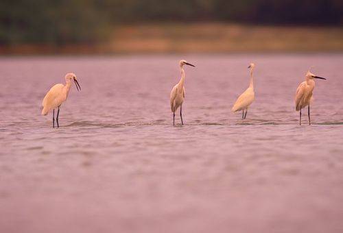 Egrets