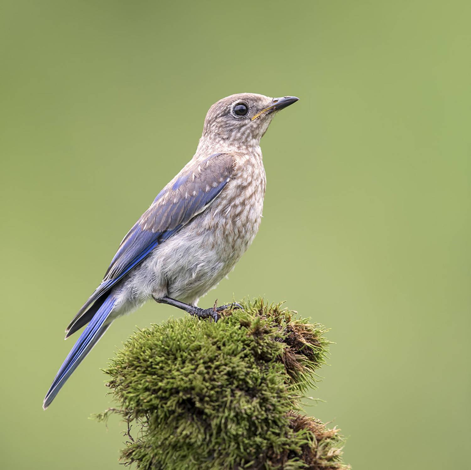 восточная сиалия, eastern bluebird, bluebird, Etkind Elizabeth
