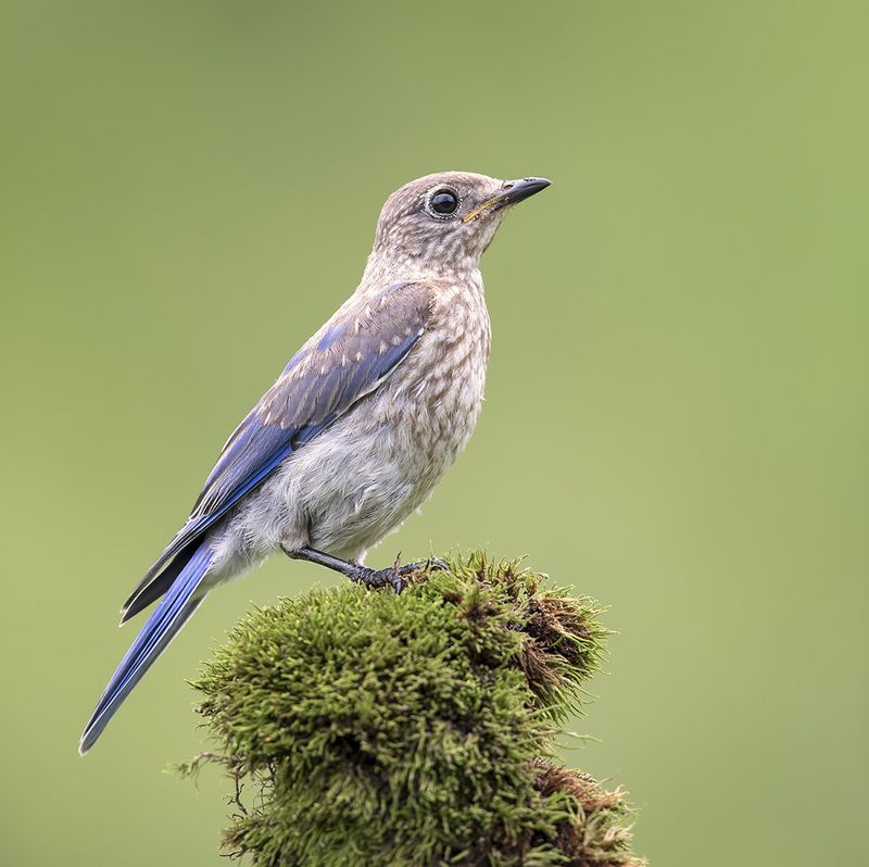восточная сиалия, eastern bluebird, bluebird juvenile. Bluebird. Восточная сиалия фото превью