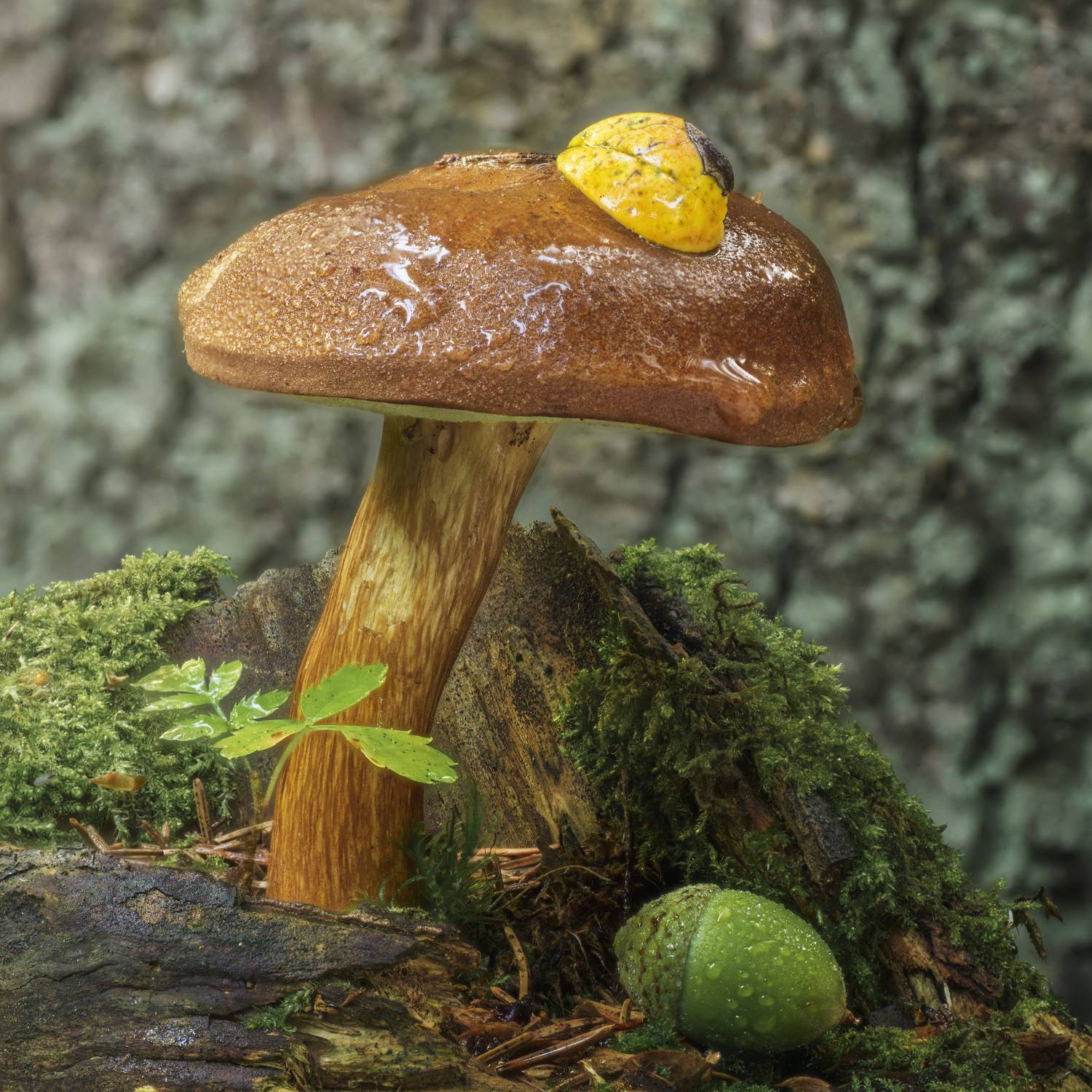 , Максим Вышарь