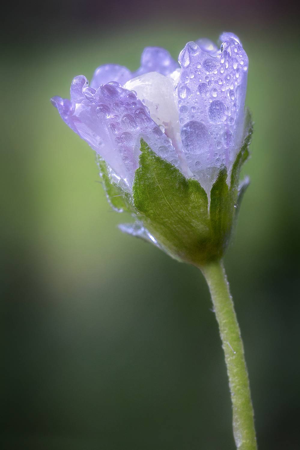 цветок капли дождь свежесть природа фон боке, Еремеев Дмитрий