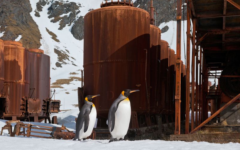 Penguins exploring remains of Grytviken whaling station фото превью