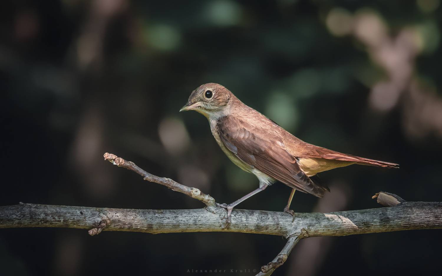 соловей, Круль Александр