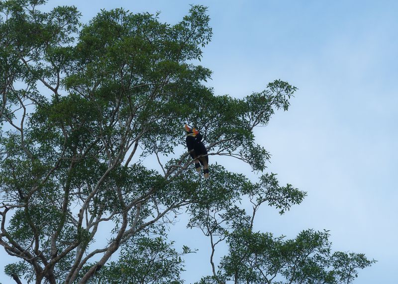 Пара носорогов фото превью