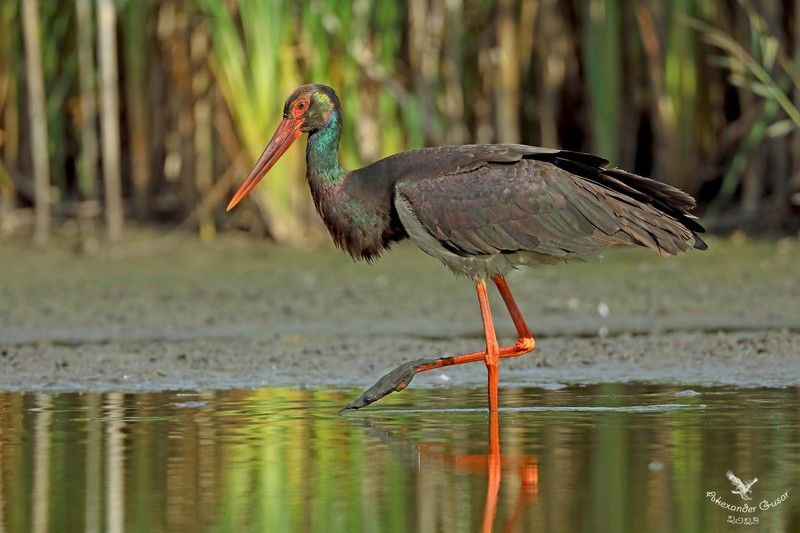 чёрный аист Кавалер фото превью