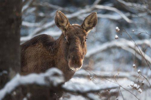 Лесные вести