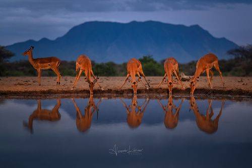 Сказки предрассветной саванны...