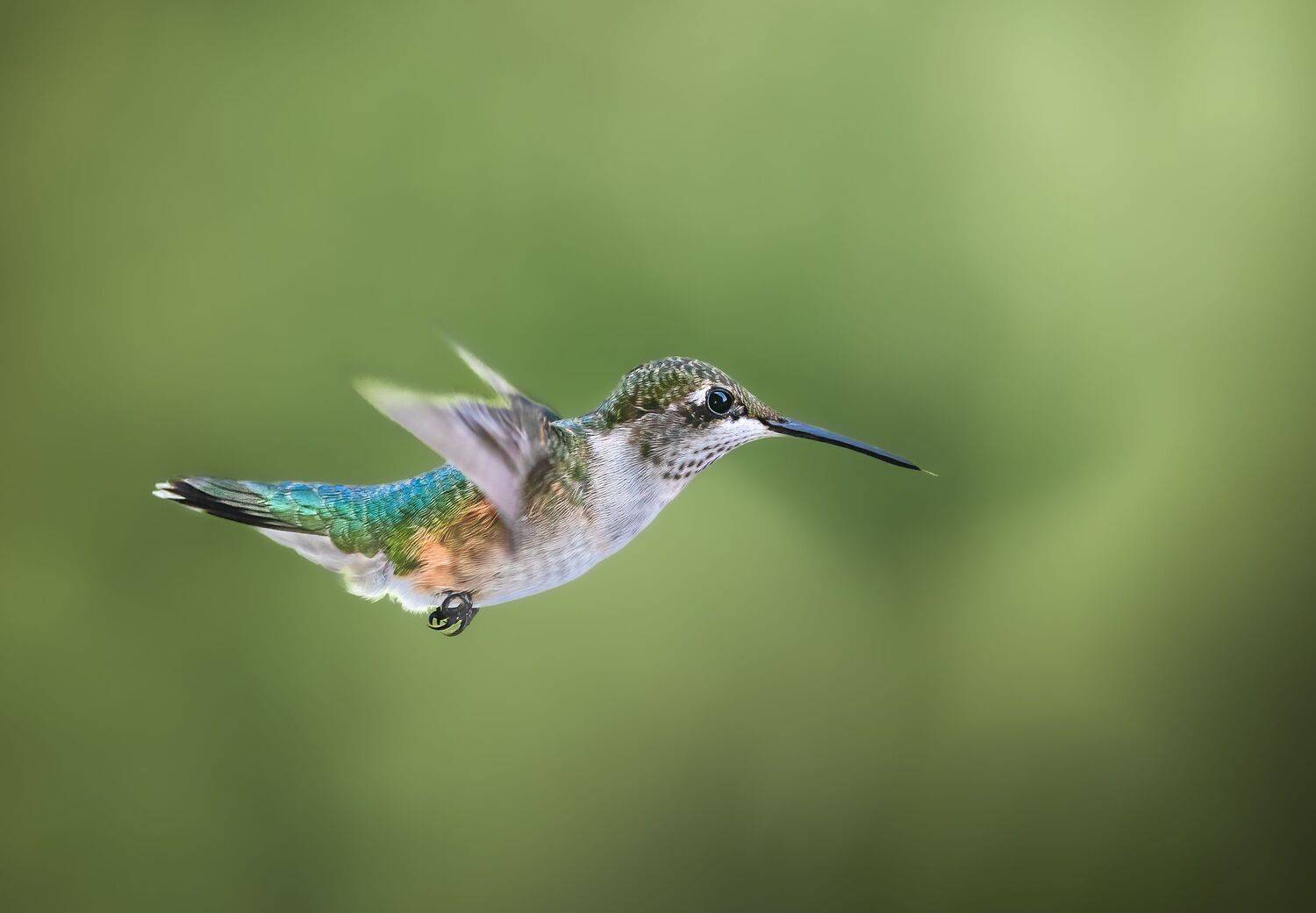 bird, humming, hummingbird, hummingbirds, hummer, rufous, nature, animals, wild, action, dynamic, Atul Saluja