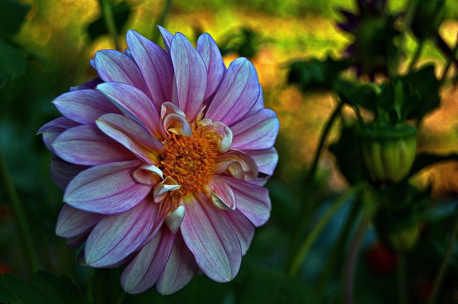 , Николаев Владимир