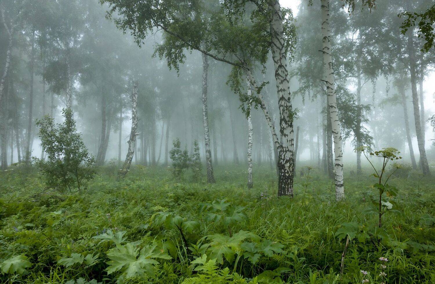 , Алексей Хахлов