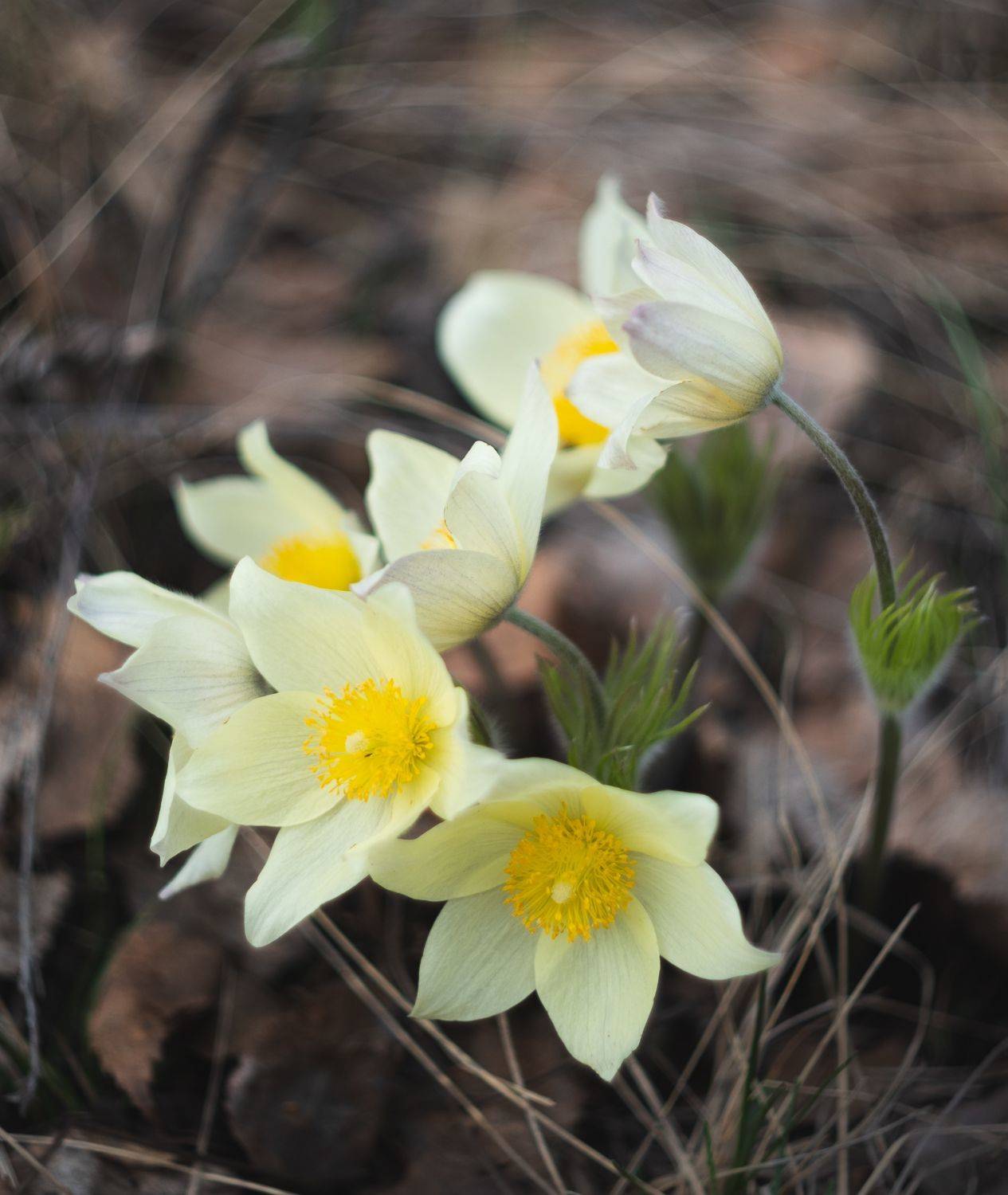 , Вадим Коротеев