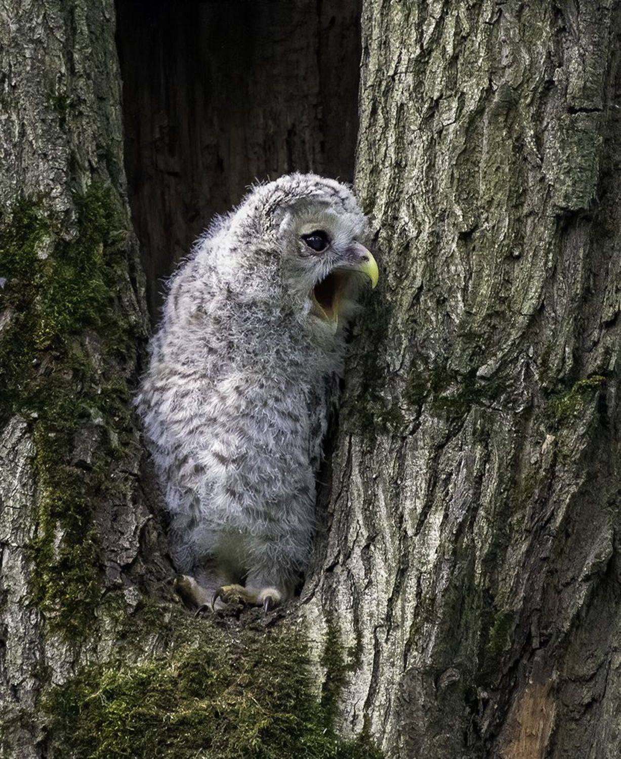 птенец, неясыть, крик, лес, Сытина Наталия