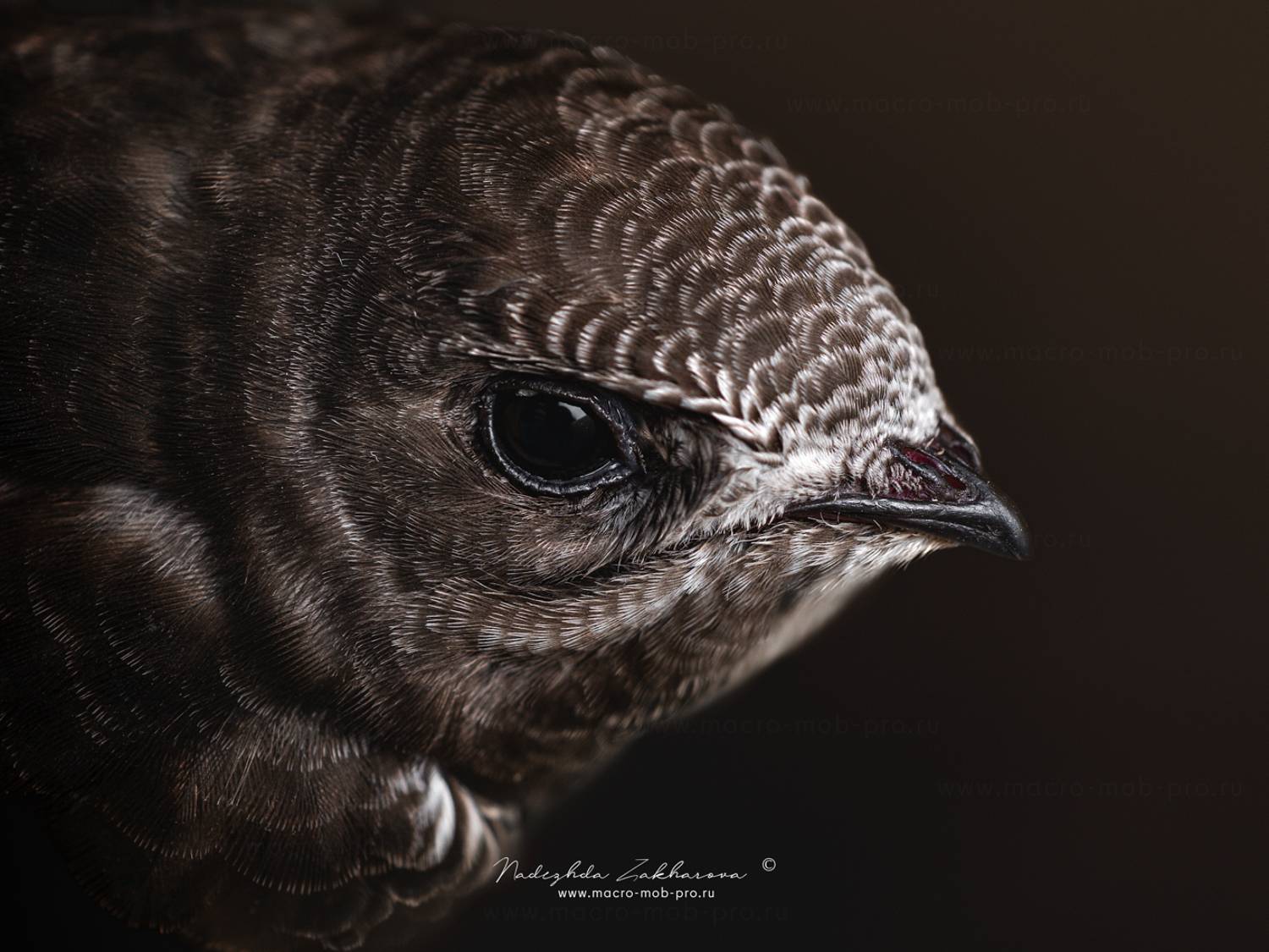 , Захарова Надежда