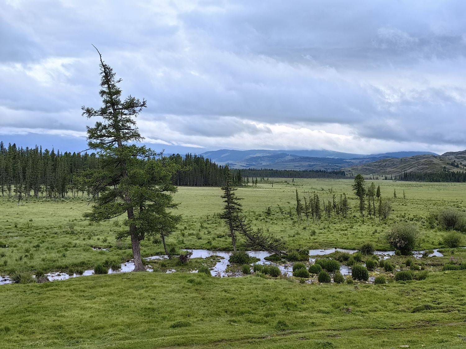 утро,лето,курай,алтай,природа,речка, Козлова Галина