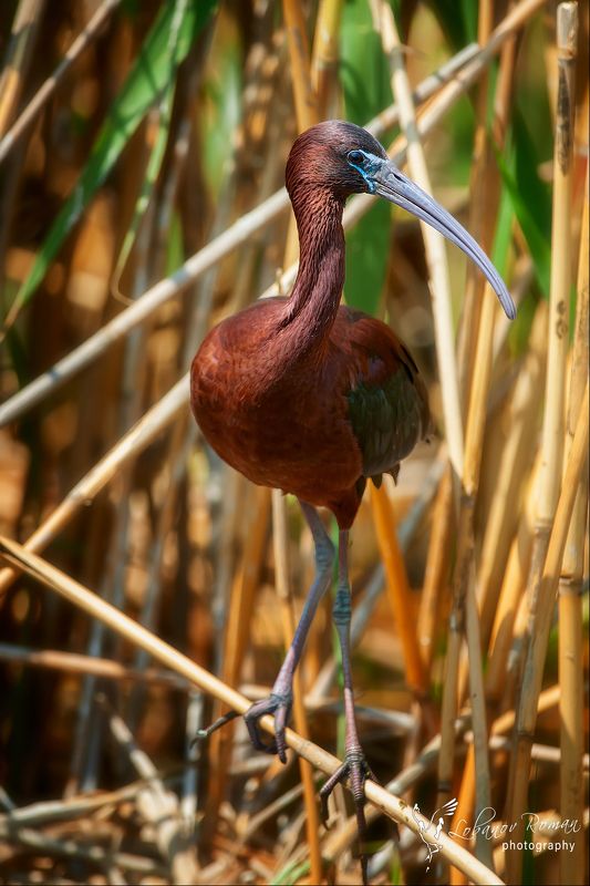 В зарослях тростника фото превью