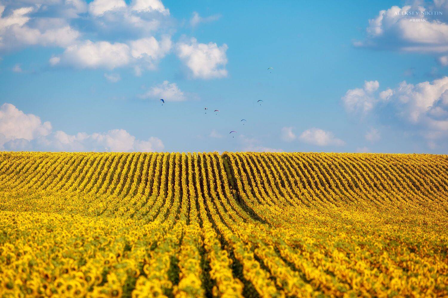 , Никитин Алексей