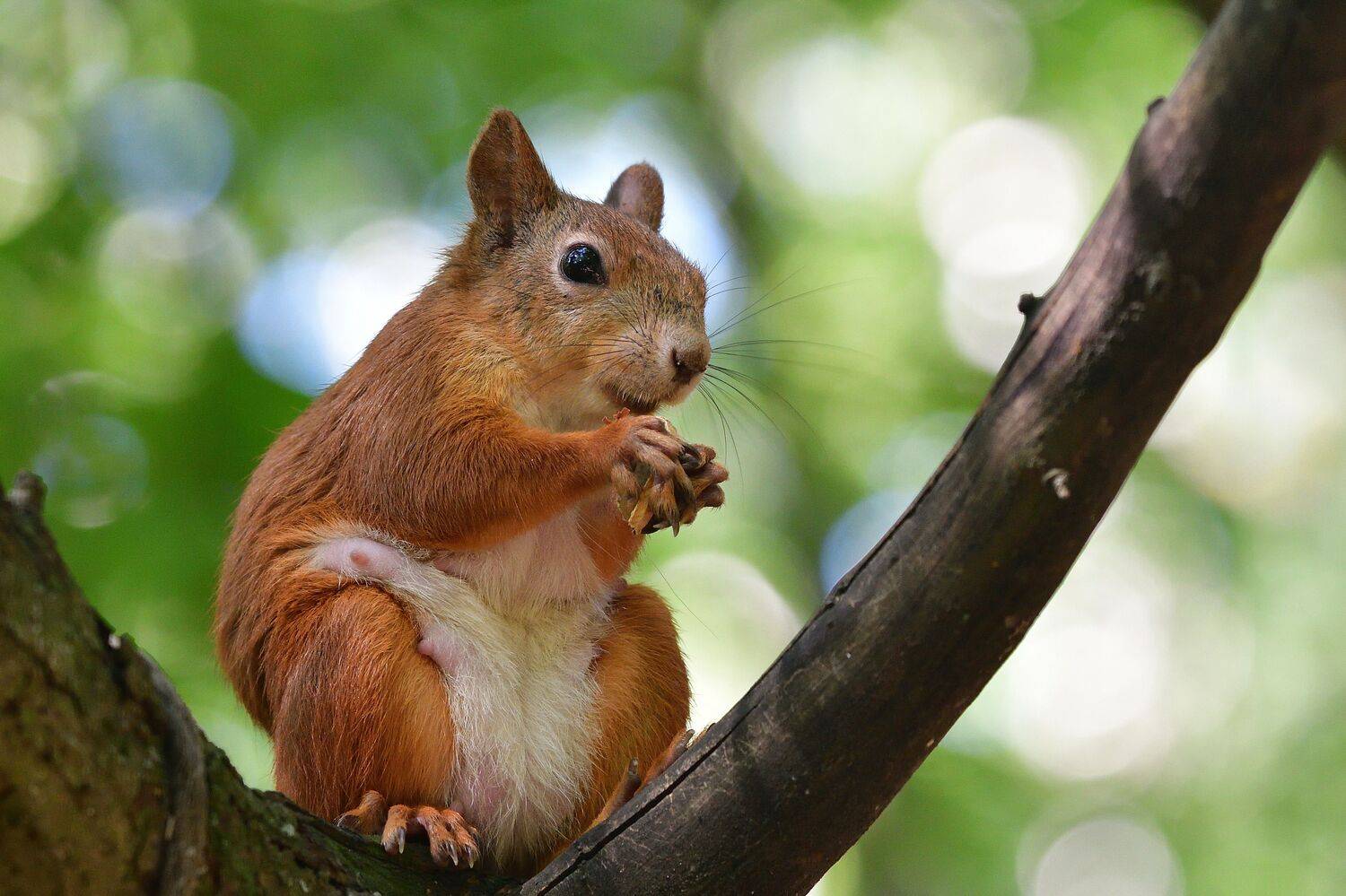 , Корнейчук Игорь