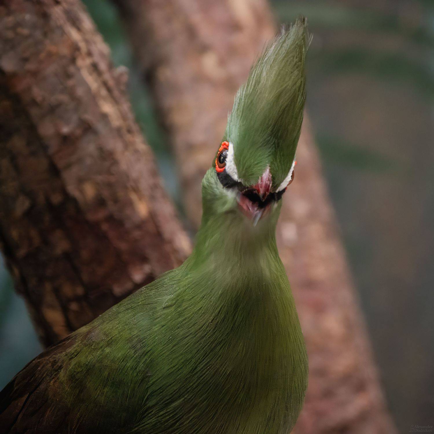 животные, птицы, турако, портрет животного, animals, birds, animal portrait, aves, turaco, musophagidae, Дудников Александр