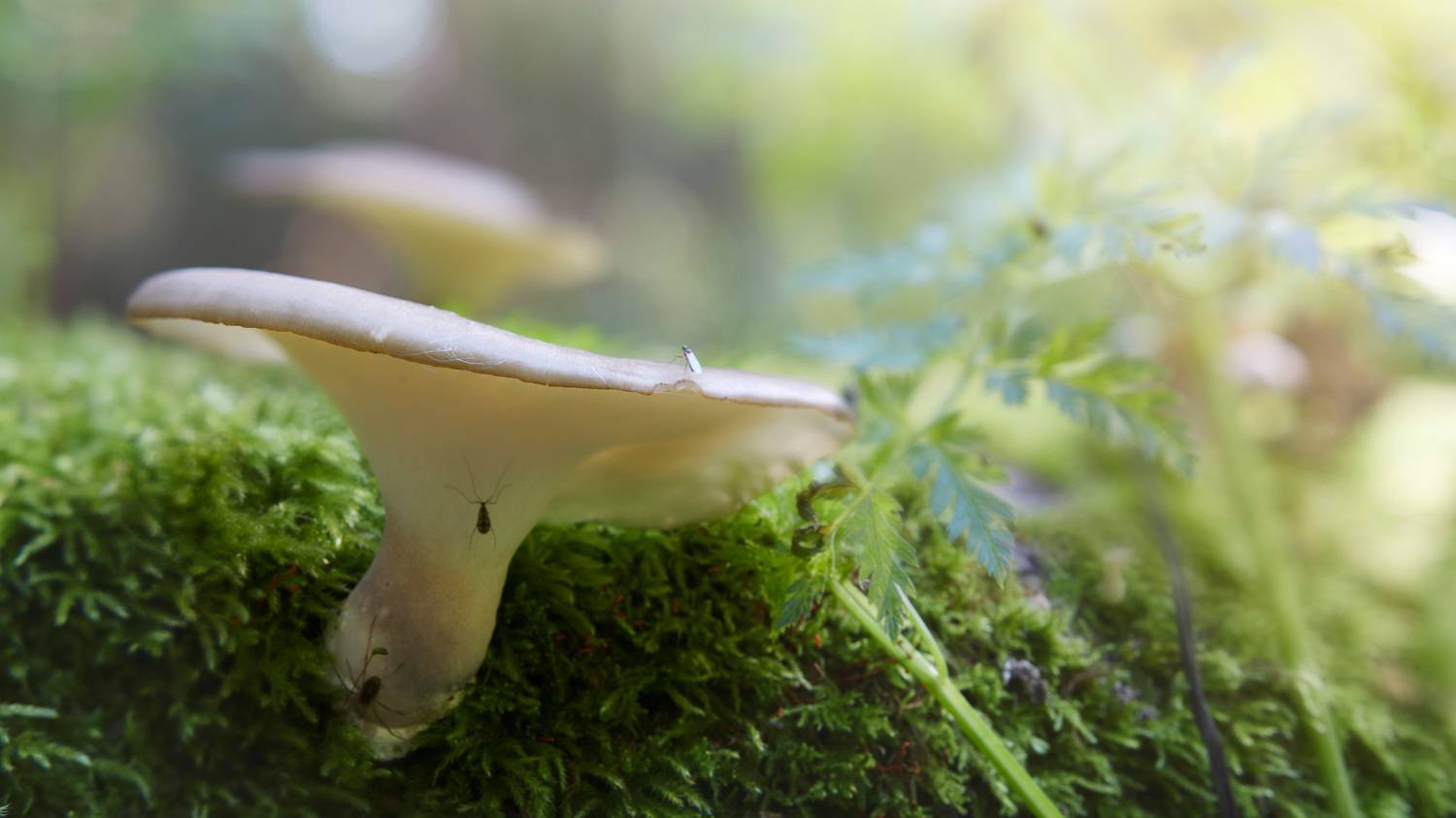 грибы, насекомые, Валерий Вождаев