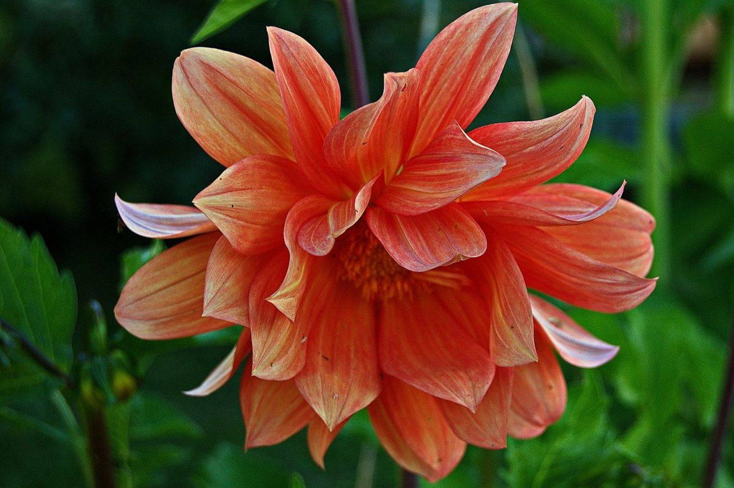 , Николаев Владимир