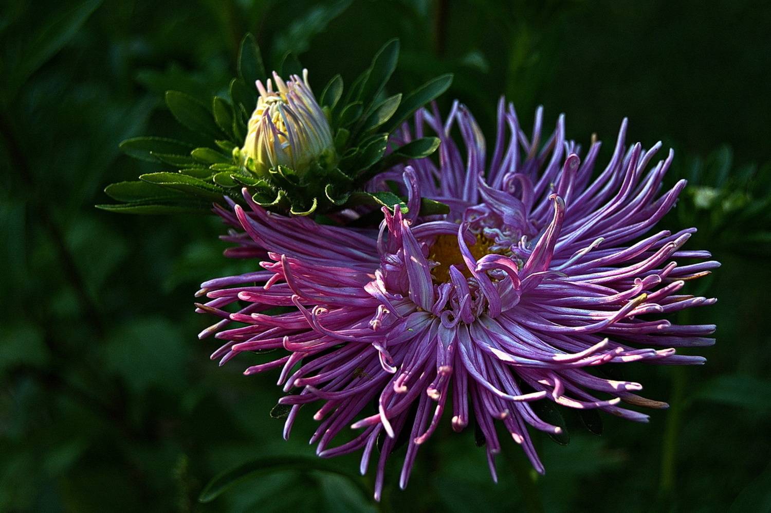 , Николаев Владимир