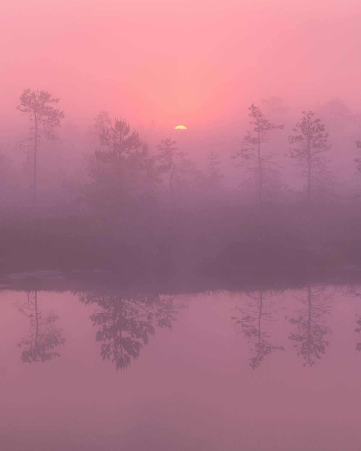 #estonia, #estoniabogs, #nature_of_estonia, #naturephotography, #naturelovers, #sunrise_sunset_photogroup, #sunriseoftheday, #foggymorning, #foggy, #goldenlight, #goldensunrise, #bog, #bogsofestonia, #k&otilde;nnusuursoo, #hikingtrails, #goldenhour, #pinkaesthet, Nikolai Mordan