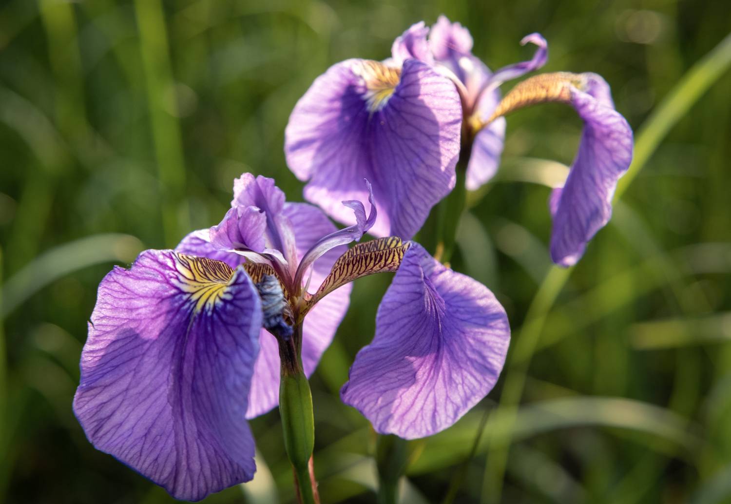 Камчатка ирис цветы, Наталья Королева