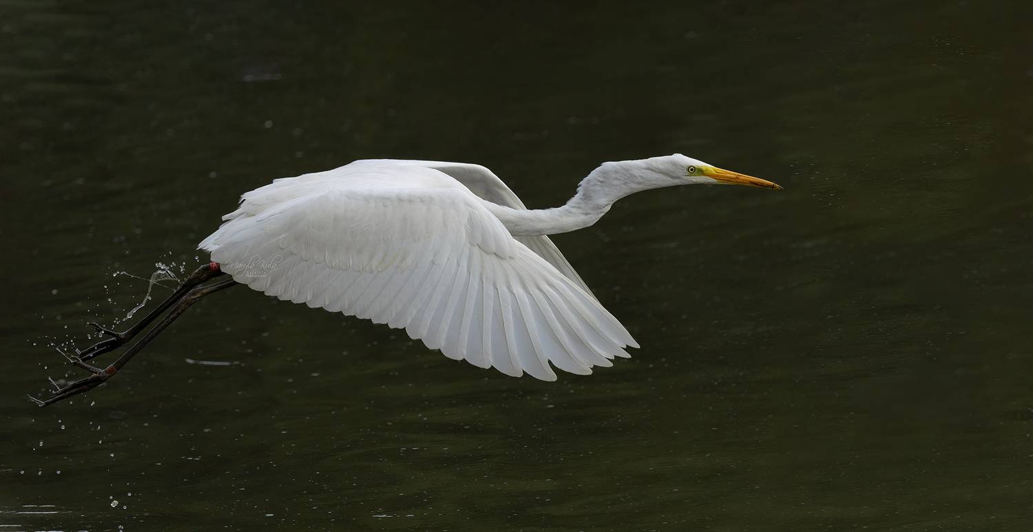 great egret, bird, nature, wildlife, water, flight, action, canon, MARIA KULA