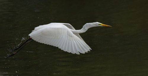 Great Egret