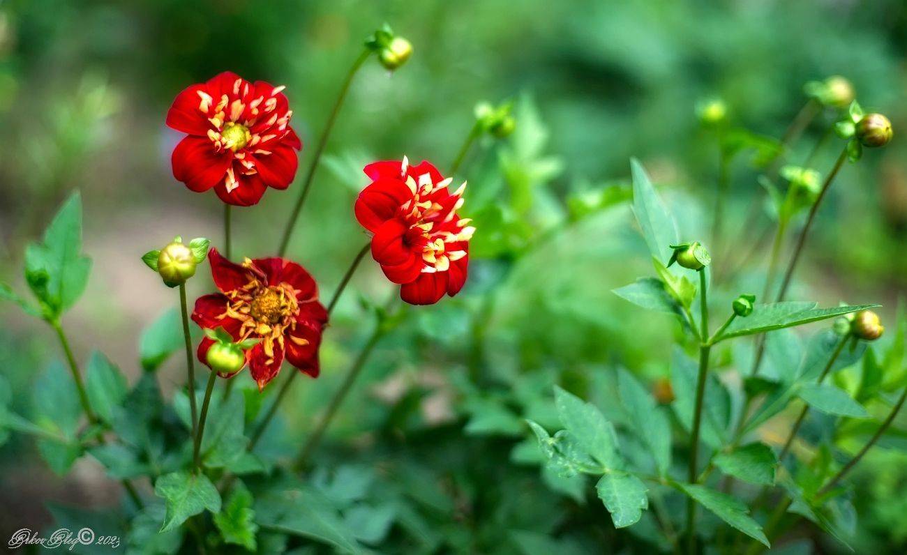 , Орлов Олег