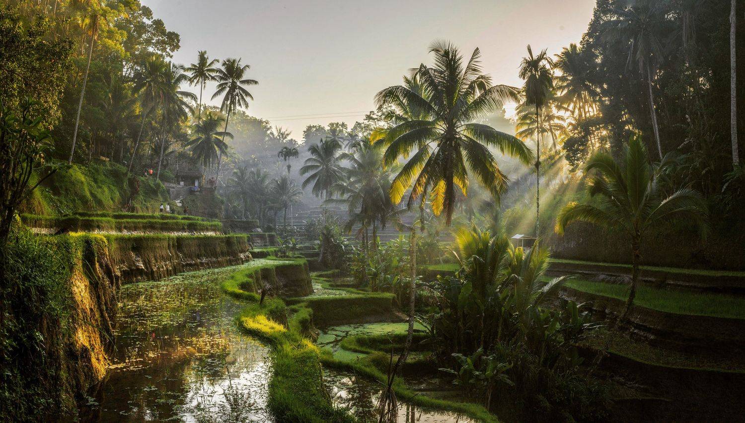 , Могилевич Elena