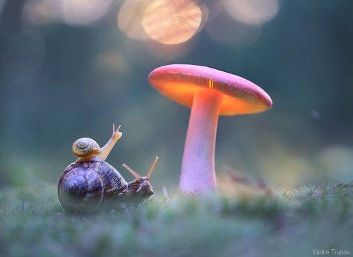 Встреча с волшебником