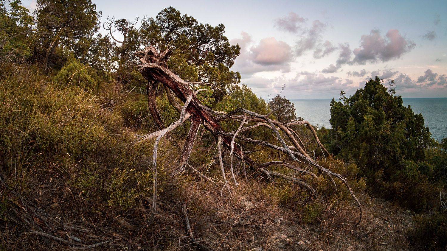 , Вадим Коваленко