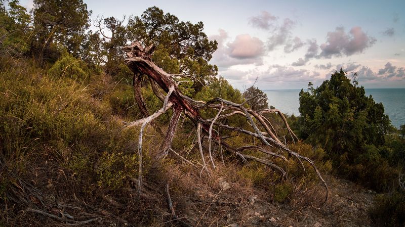 На неведомых дорожка. Россомаха фото превью