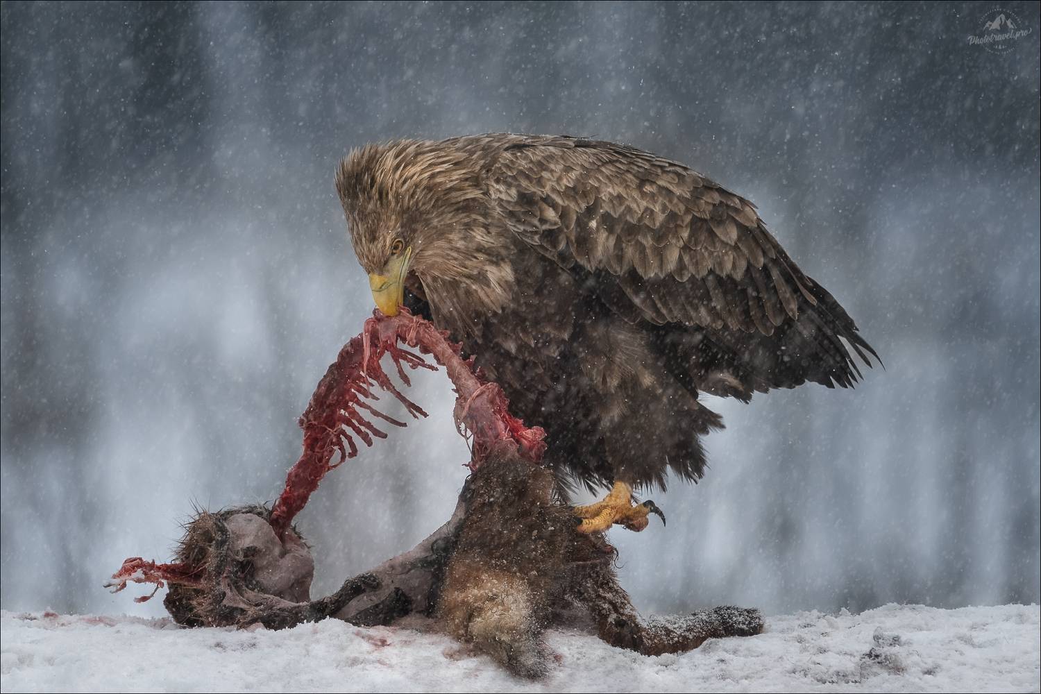 красный бор, фототур в красный бор, беларусь, орлан-белохвост, орлан, сероватень, haliaeetus albicilla, белохвостый орлан, white-tailed eagle, фотоохота, Влад Соколовский