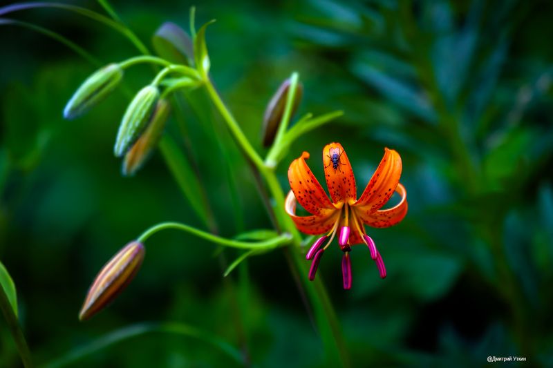 Лилия фото превью