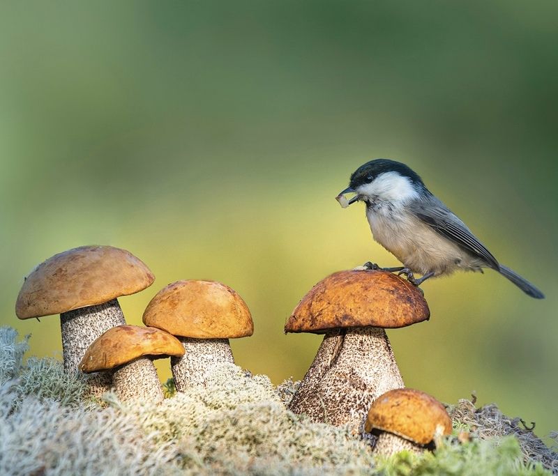 фото превью