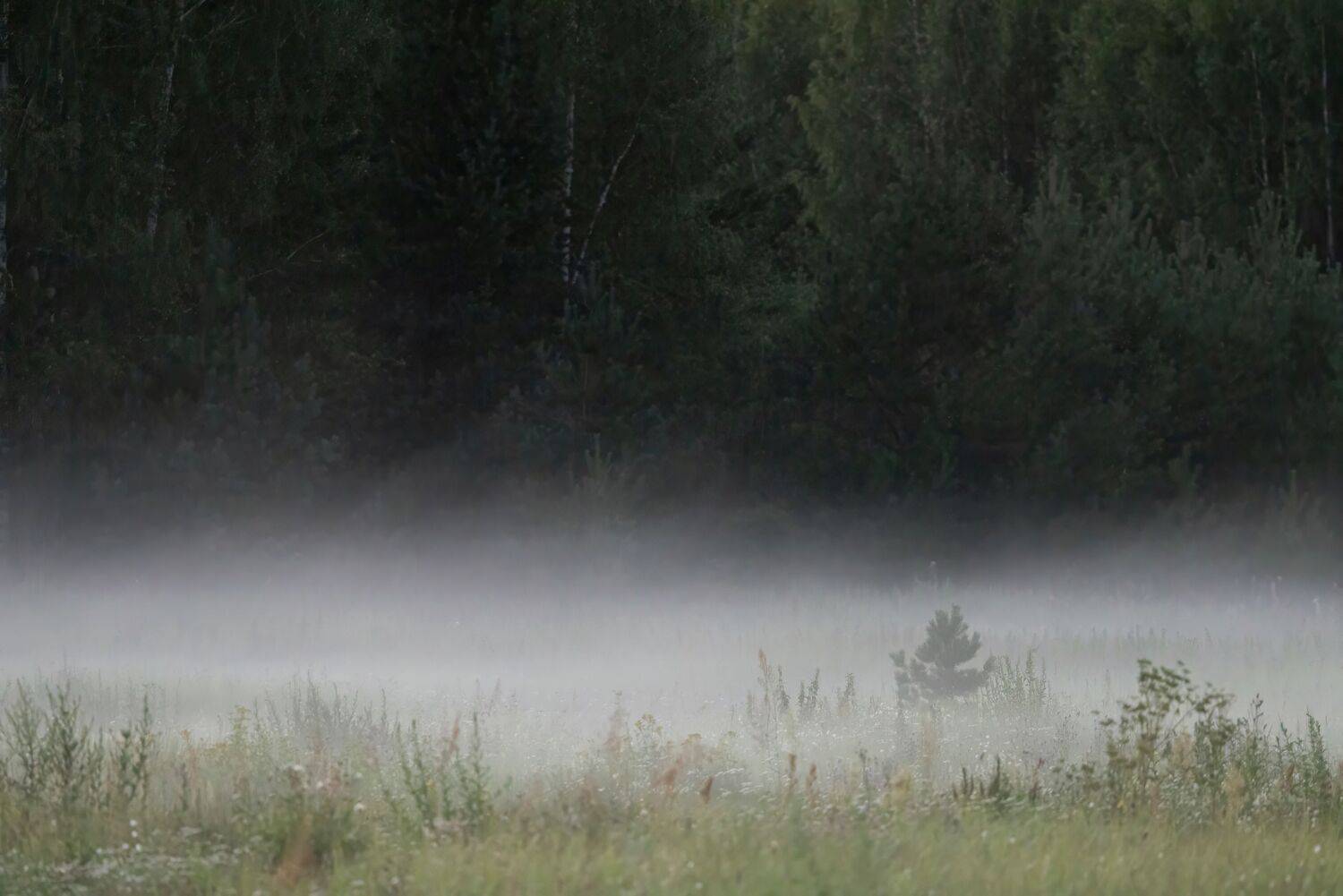 , Александр Шандов